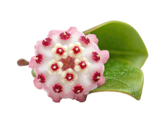 Close-up of a vibrant pink and white flower cluster, centered on a verdant leaf