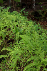 Obraz premium Fresh Green Ferns Growing in Tropical Forest