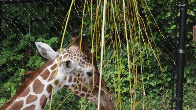 Giraffe Feeding on Trees