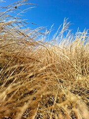 Fototapeta premium dry yellow grass on the background of the blue sky
