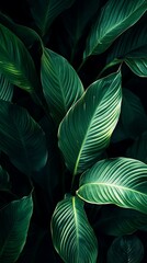 Vibrant green leaves with prominent veins and light leaf nature photo