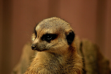 meerkat on guard