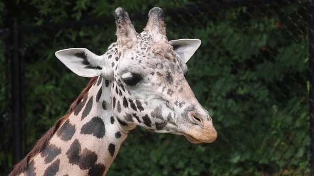 giraffe in zoo