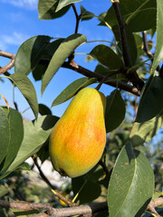  Ripe green pear hanging on leafy tree branch in orchard. Fresh seasonal fruit outdoors in sunlight