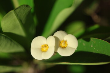 white flowers of Crown of Thorns (Euphorbia milii)