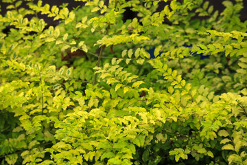 Naklejka premium Fresh Green Curry Leaf Plant in the Garden