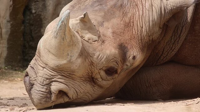 Rhino Sleeping On A Hot Summer Day