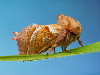 ampfer-wurzelbohrer (triodia sylvina)