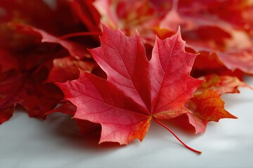 Vibrant red maple leaf display on smooth surface for autumn theme