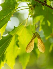 Close-up of maple seeds hanging from vibrant green leaves