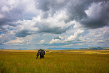 An elephant at Masai Mara National Reserve photographing during the day