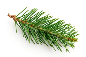 Pine tree leave plant fir white background.