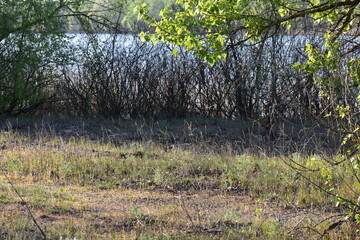 Spring landscape. Early spring forest. the first warm days of spring with river background