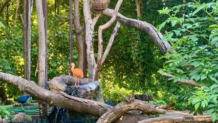 A vibrant orange bird is perched on a rock near a gentle waterfall, surrounded by tall trees and dense foliage. Sunlight filters through the leaves, creating a peaceful atmosphere