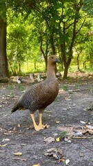 A large bird with striped feathers stands confidently on dirt, basking in the sunlight. Lush trees provide shelter, while additional birds can be seen in the background