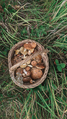 A wicker basket full of edible mushrooms in green grass, collected from a forest, showcasing harvest and autumn foraging.