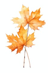 Fototapeta premium Autumn maple leaves watercolor illustration
