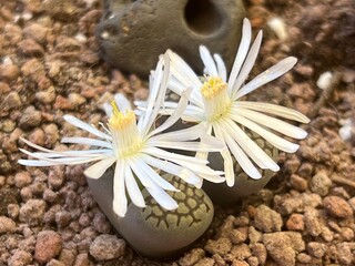 Lithops en floración.