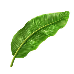 Fototapeta premium A single, vibrant green banana leaf with detailed veins and texture, isolated on a clean white background.