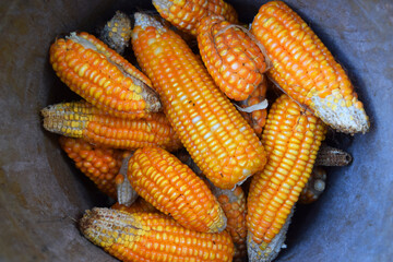 piles of corn from the staple food harvest
