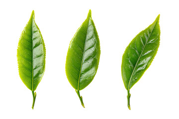 Obraz premium Three vibrant green tea leaves, slightly angled, isolated on black background. Fresh, healthy, and detailed leaf structure is prominent