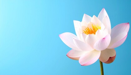 Fototapeta premium pink lotus flower