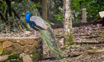 peacock in the forest