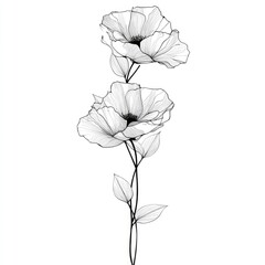 Delicate black and white line art depicts two stylized poppy flowers against a blank background.