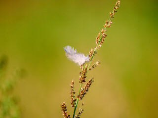 close up of lavender flower