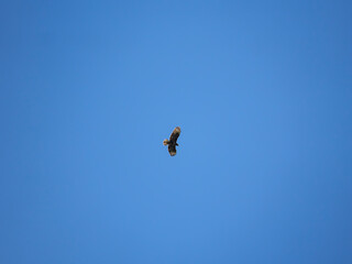 birds in flight
