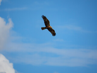 Rohrweihe in flight