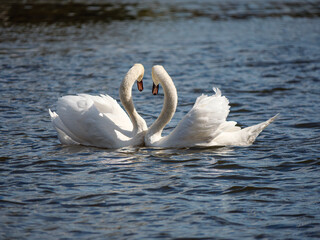 swans on the lake