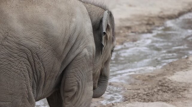 Baby Elephant Eating Fruit