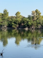 Waterfowl and farm birds in a public park, in the wild. Geese, ducks, wild waterfowl near a fresh water reservoir.