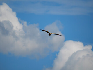 Rohrweihe in flight