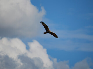 Rohrweihe in flight