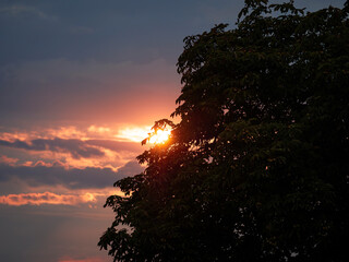 sunrise over the tree