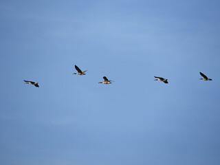 birds in flight