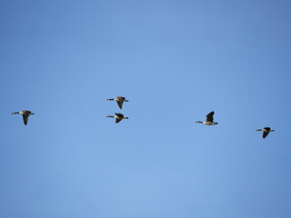birds in flight