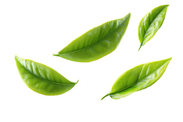 Fresh, vibrant green tea leaves, isolated against a black background, displaying detailed leaf veining and a slight translucent quality