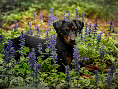 Dog German Pinscher, color black and tan lies in a meadow with flowers, species Ajuga reptans