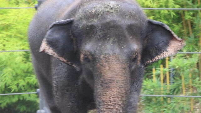 Elephant Walking In The Sun