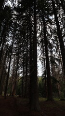 morning in the forest