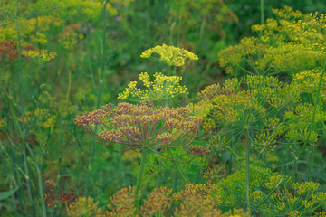 A vibrant close-up of blooming dill, Anethum graveolens