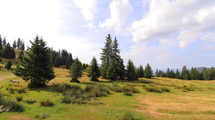 forest in the mountains