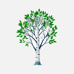 Birch tree-white bark
