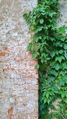 Overgrown Green Leaves Vertical Wall Texture Nature Contrast