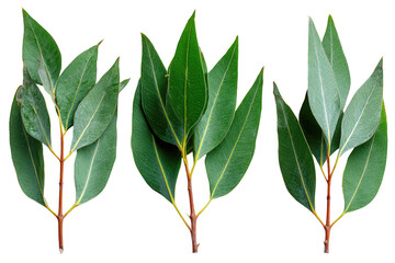 Close-up of three sets of vibrant green leaves, featuring serrated edges and visible stems