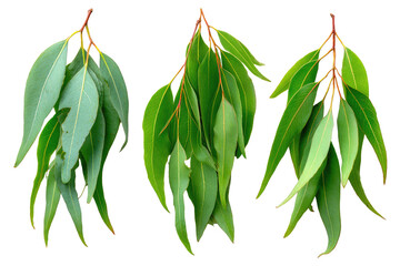 Three bunches of fresh, vibrant green eucalyptus leaves hanging