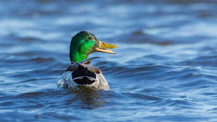 A male mallard duke, Anas platyrhynchos, swims on the Grand River in Grand Haven, Michigan